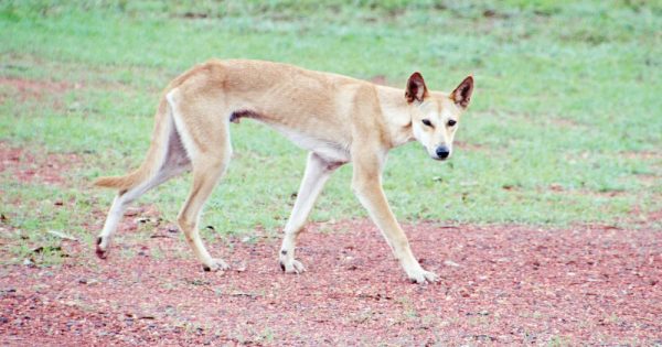 Wild dogs or dingoes? Study says they are dingoes