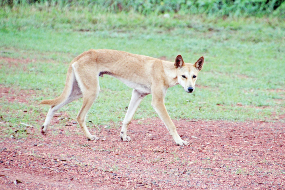 Dingoes Aren't Just Wild Dogs, Smart News