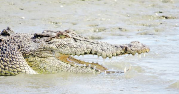 Croc attack response a concern for some locals