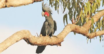Iconic Cape York species under threat