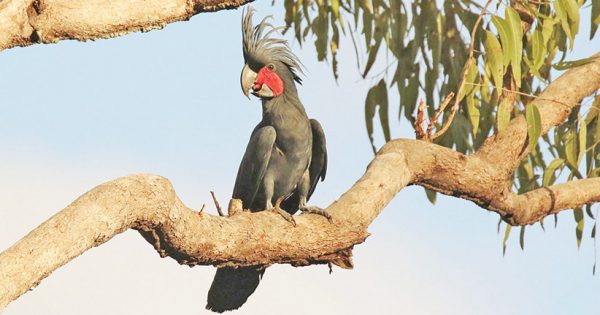 Iconic Cape York species under threat