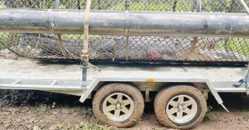 Dog-loving croc removed from river