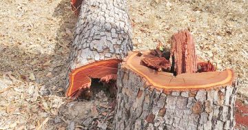 Man fined $15,000 for chopping down trees in national park