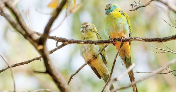 Funding to protect Cape York's native species