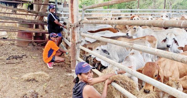 Cattle station opens its doors to raise awareness