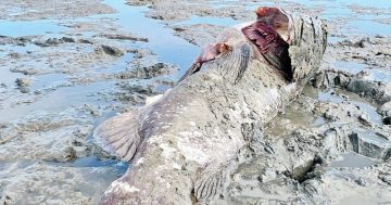 Low tide the likely cause of Cooktown groper's death