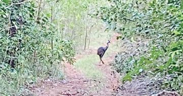 Rare cassowary sighting at northern end of Cape York