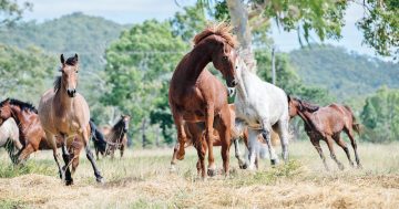 Horse sanctuary gives a loving home to equines