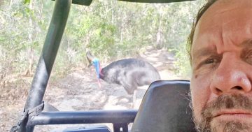 Like a scene out of Jurassic Park: annoyed cassowary chases rangers