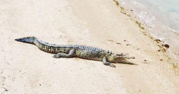 Crocodile clickbait slammed by Cape York business owner