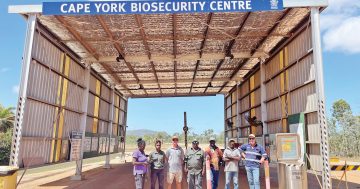 Traditional Owners likely to take over Coen biosecurity facility