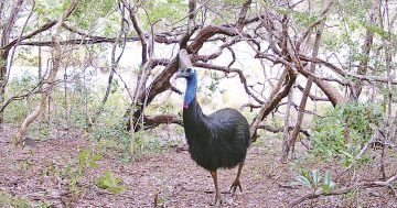 Not just one but many: Cape York cassowary population uncovered