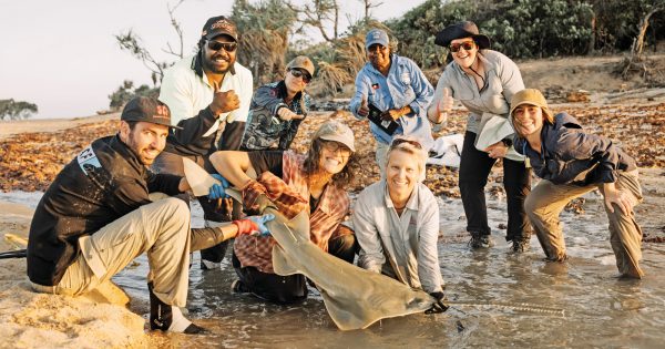 Sawfish search uncovers rare juvenile near Running Creek