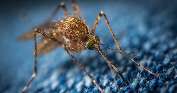 Cape residents urged to avoid mosquito bites