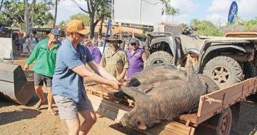 Pig hunters urged to get vaccinated against virus
