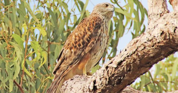 Cape York's red goshawk is facing extinction