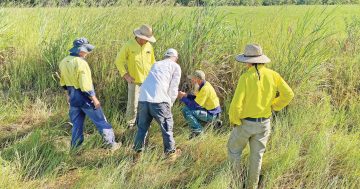 Invasive grass in sights of Cape York council