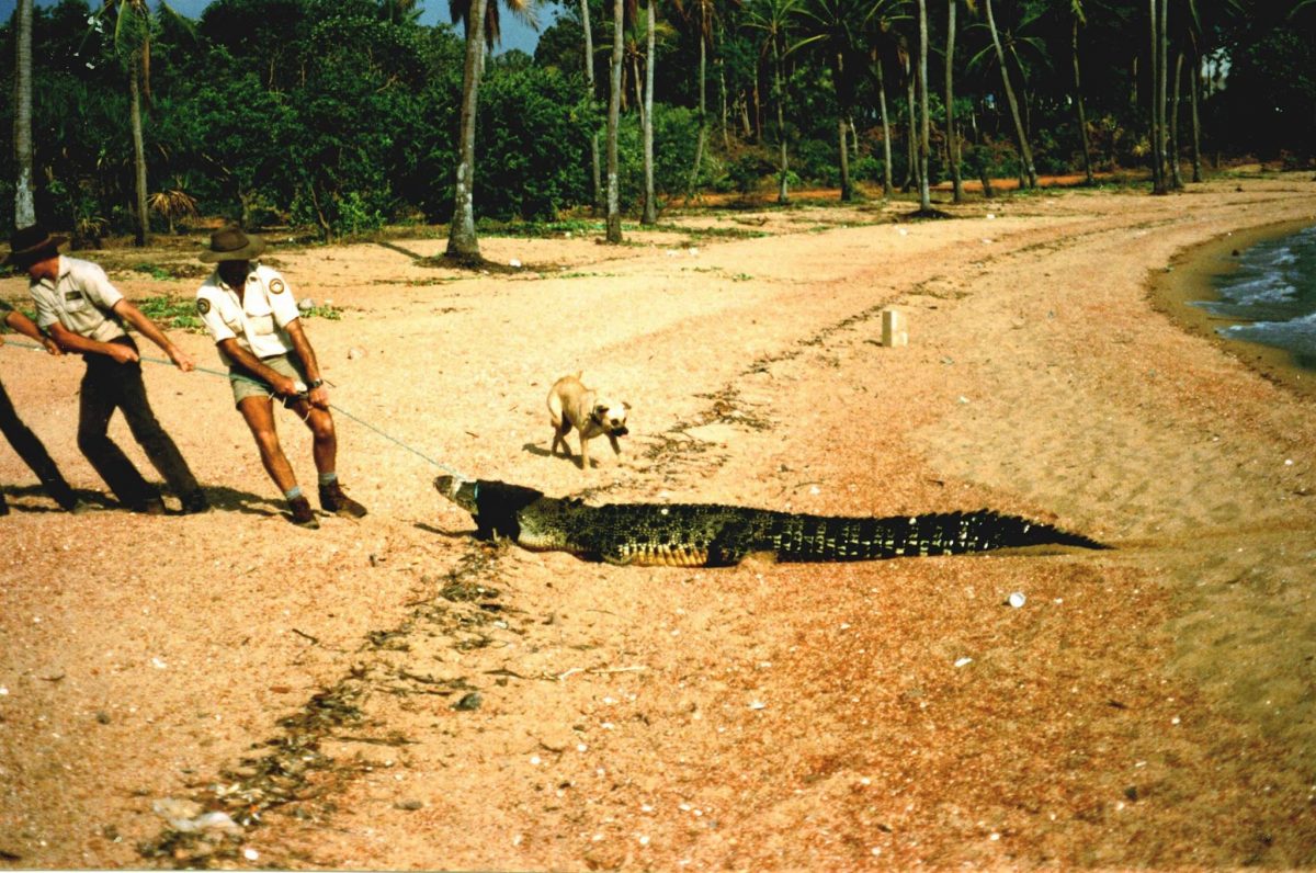 Queensland rangers remove a crocodile from Napranum in 1994.
