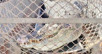 Napranum croc killed by wildlife officers