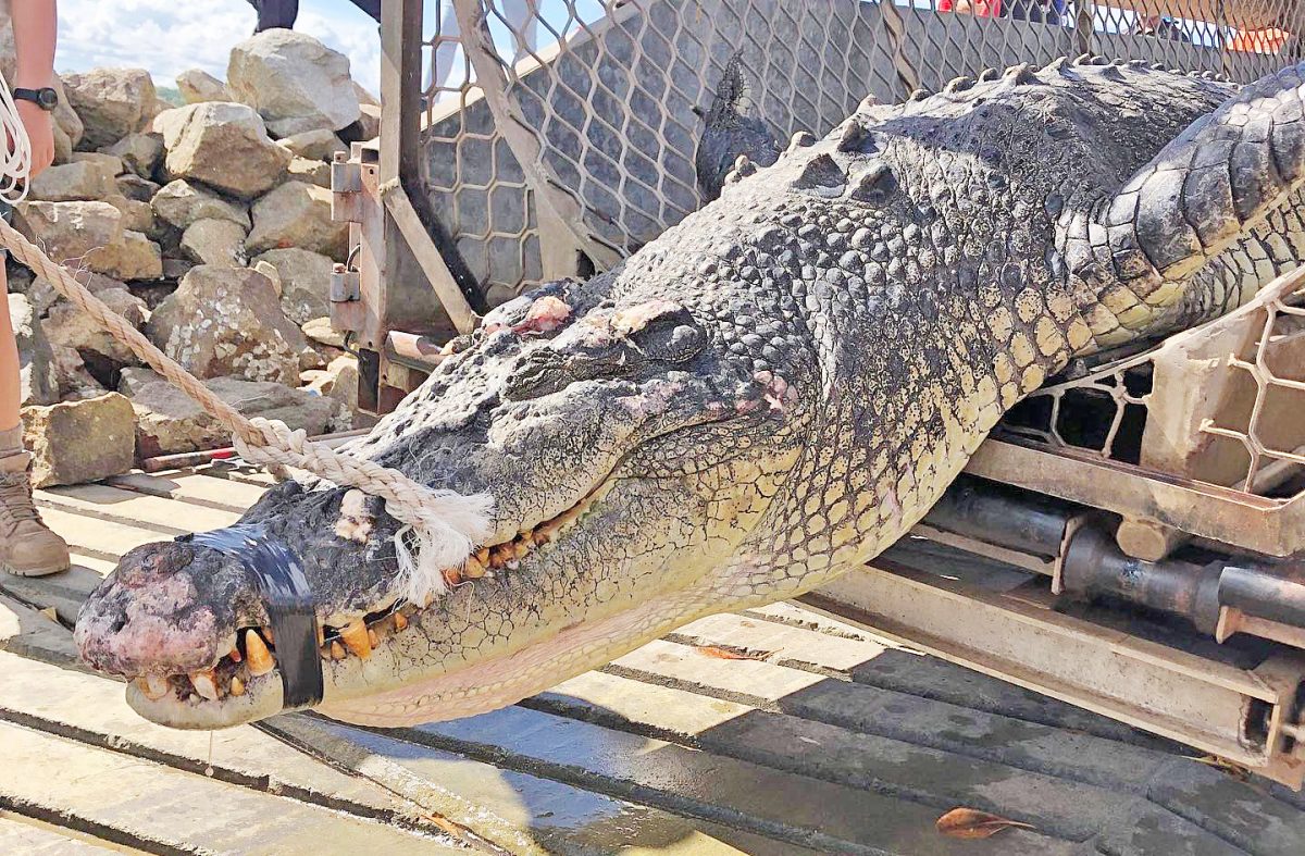 The dead crocodile was removed from the Napranum foreshore area on Thursday.