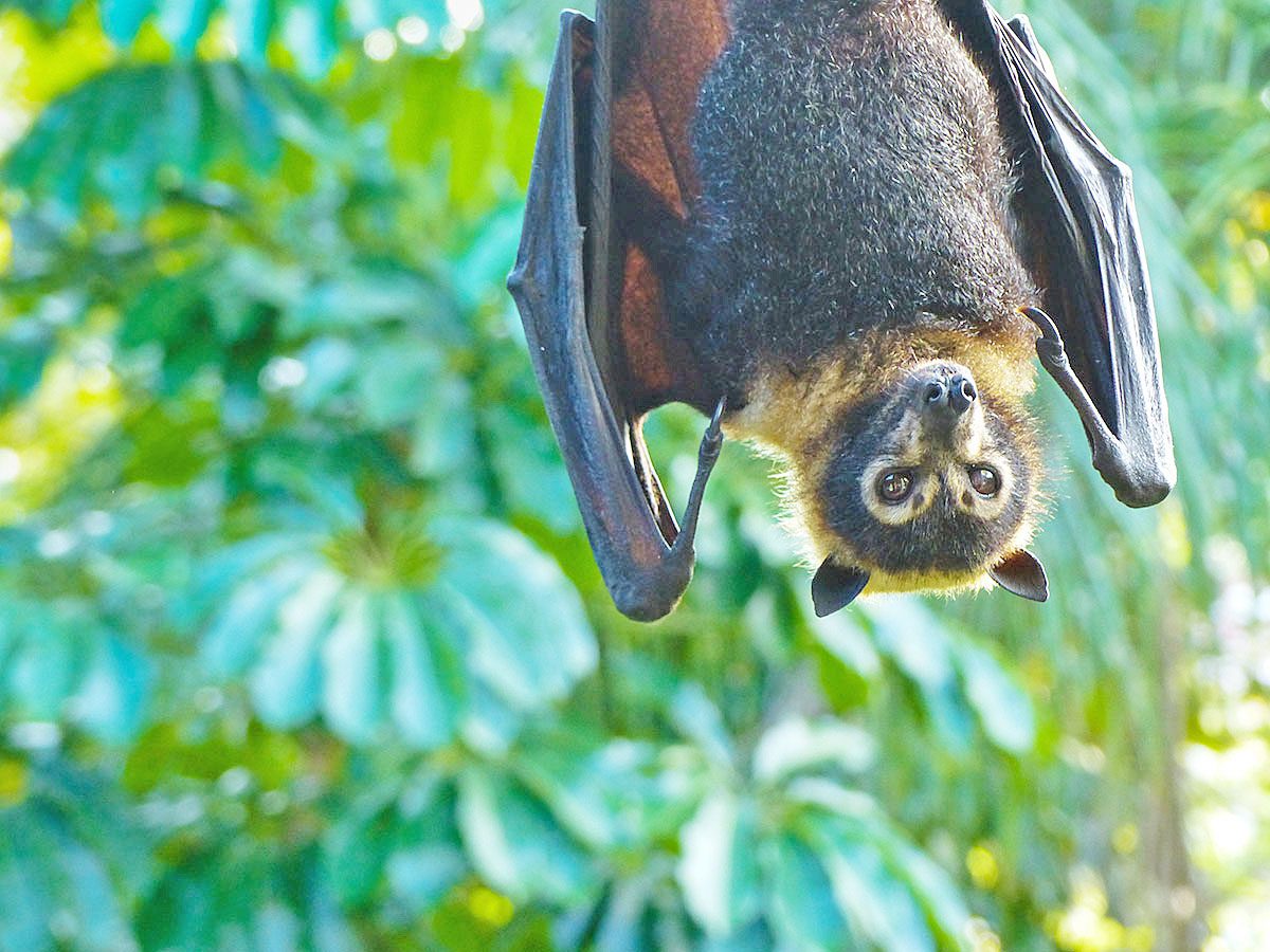 Health officials are warning Cape York residents to avoid touching bats, dead or alive, as they carry diseases.