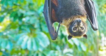 Bat warning issued after recent incidents in the Cape