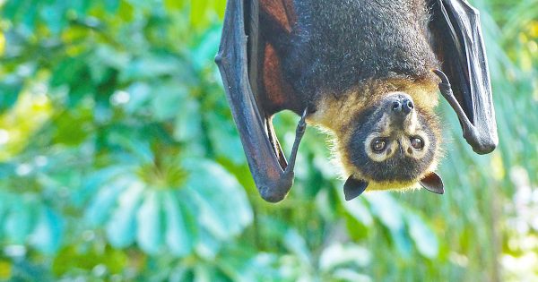 Bat warning issued after recent incidents in the Cape