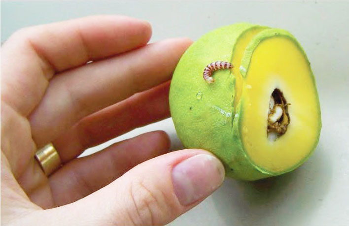 The red banded mango caterpillar is considered a major threat in the Far North.