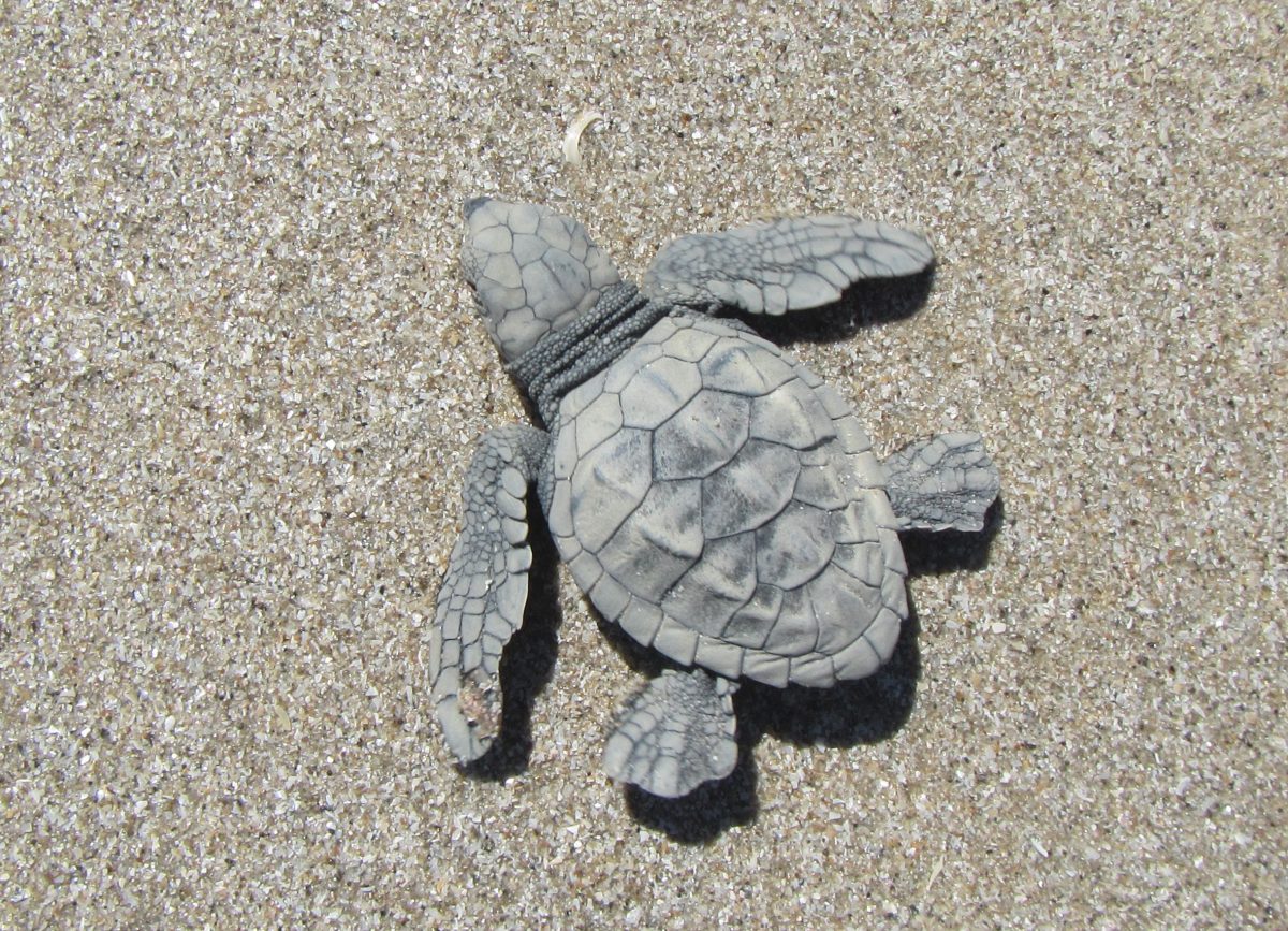 A turtle hatchling at Pormpuraaw.