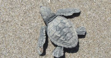 Turtle heroes launch into action to stop nests overheating