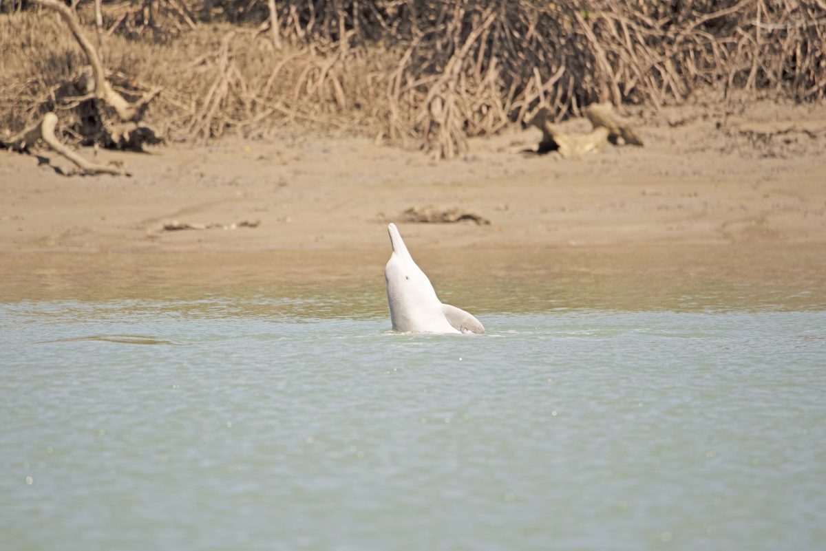 Scientists want to know more about the humpback dolphin, which is a regular on the Cape York coastline.