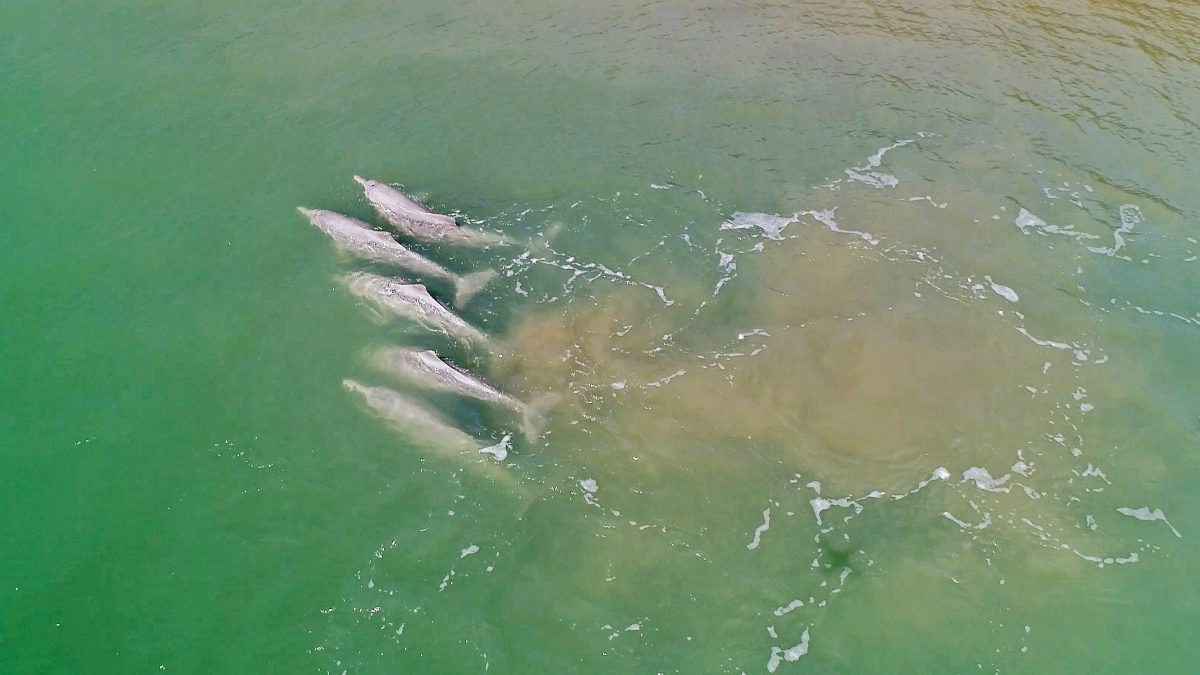 Marine biologists want to know more about the humpback dolphin.