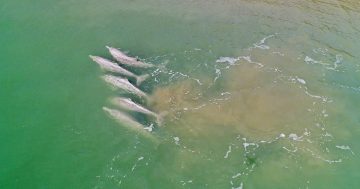 Cape York communities team up with marine biologists for dolphin study