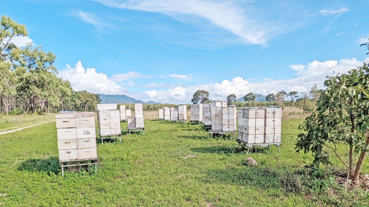 Jack Laughton's 800 hives are dotted alongside the Mulligan Highway and on private properties across the Far North.