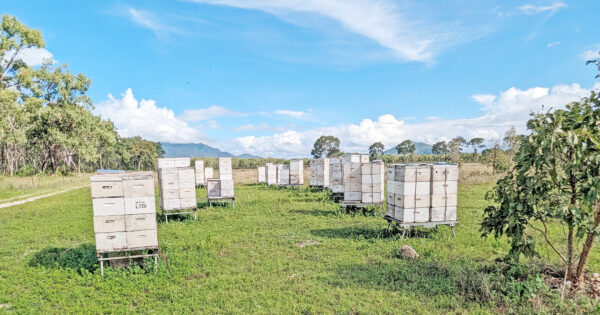 Tropical bees bring sweet success for former environmental scientist