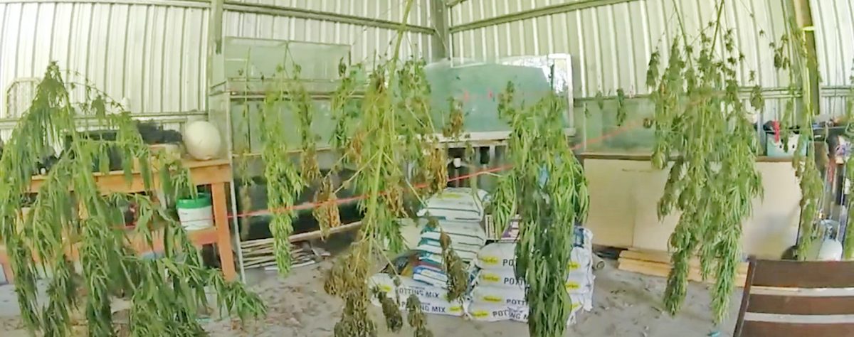 A still from the police video which uncovered cannabis plants at a Cooktown address.