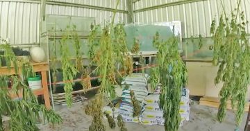 VIDEO: Police raid uncovers cannabis at Cooktown property