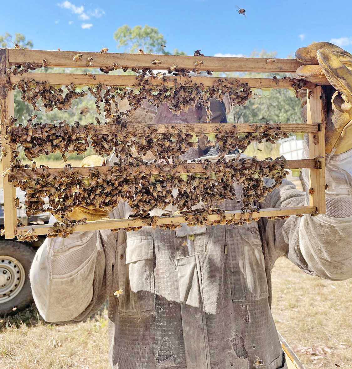 Jack Laughton loves the science behind beekeeping, which has helped him grow his business to 800 hives.