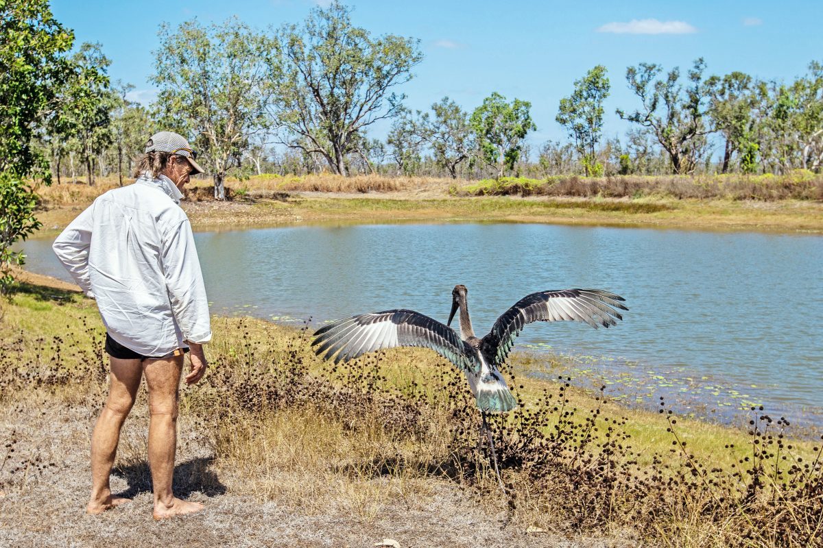 Graham with Fred the jabiru – who was rescued by a Weipa family – on Piccaninny Plains.