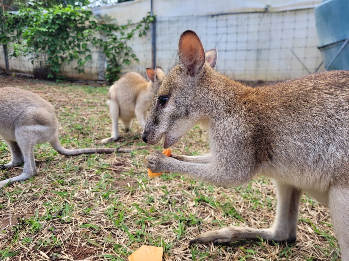One of the joeys' favourite foods is sweet potato, which can be donated to the sanctuary at Q-Cumbers Greengrocers.