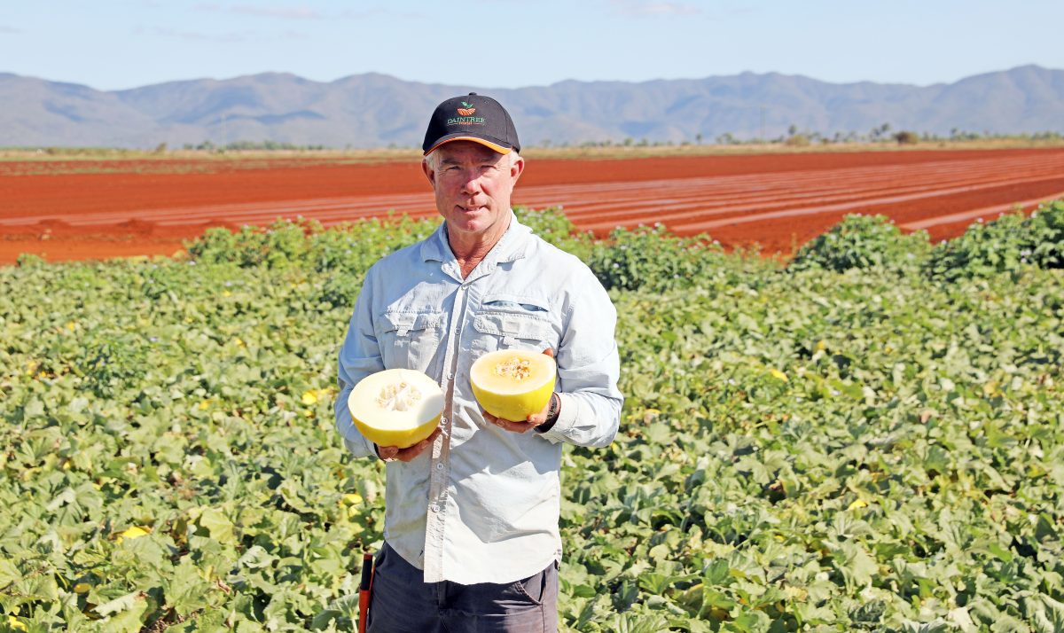 Daintree Fresh director Shaun Jackson is trialling a new melon export to Japan.