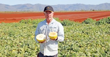 Lakeland melons heading to Japan after export trial