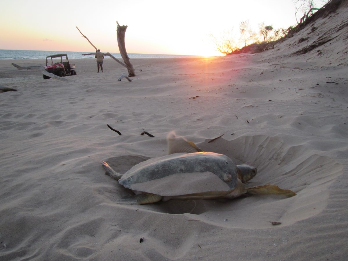 Turtle nests at Crab Island beach are among those monitored by WCTTAA.