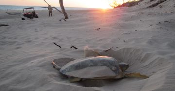 Funding boost for Cape York's turtle success story