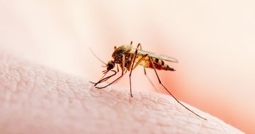 BREAKING: Torres Strait resident diagnosed with malaria