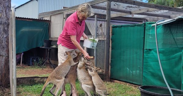 Wildlife volunteering is a labour of love for Cooktown woman