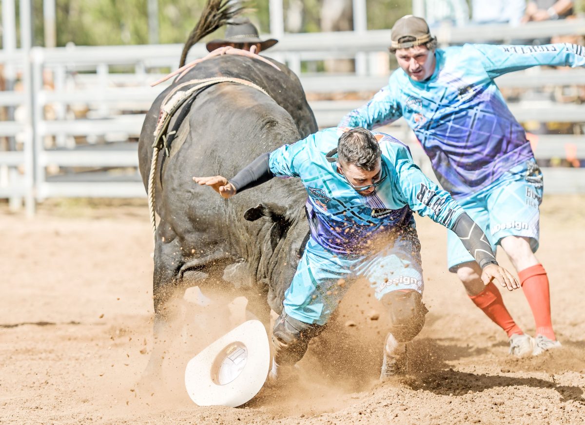 Watch out! Joel Fabiani gets chased down by a bull at the Laura rodeo.