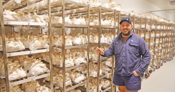 How a Lakeland banana farm became the exotic mushroom capital of Australia