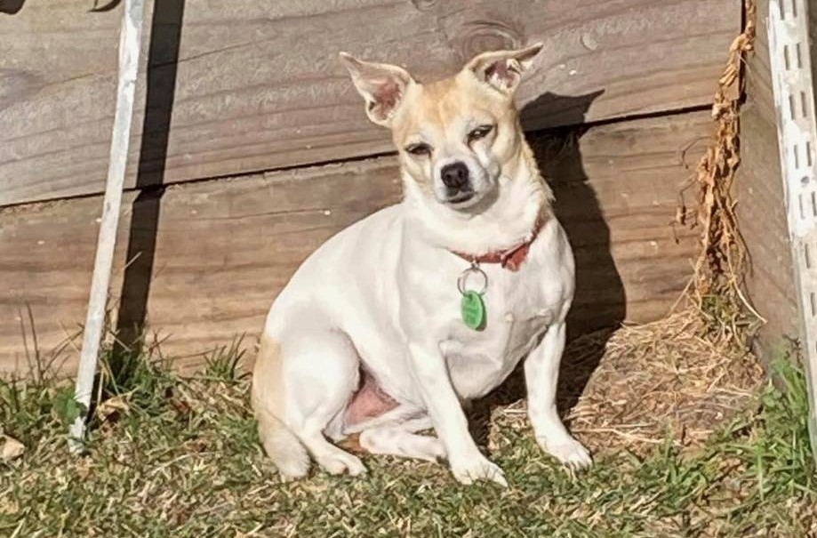 Bridget the white chihuahua is missing from Cooktown, suspected to have been picked up.