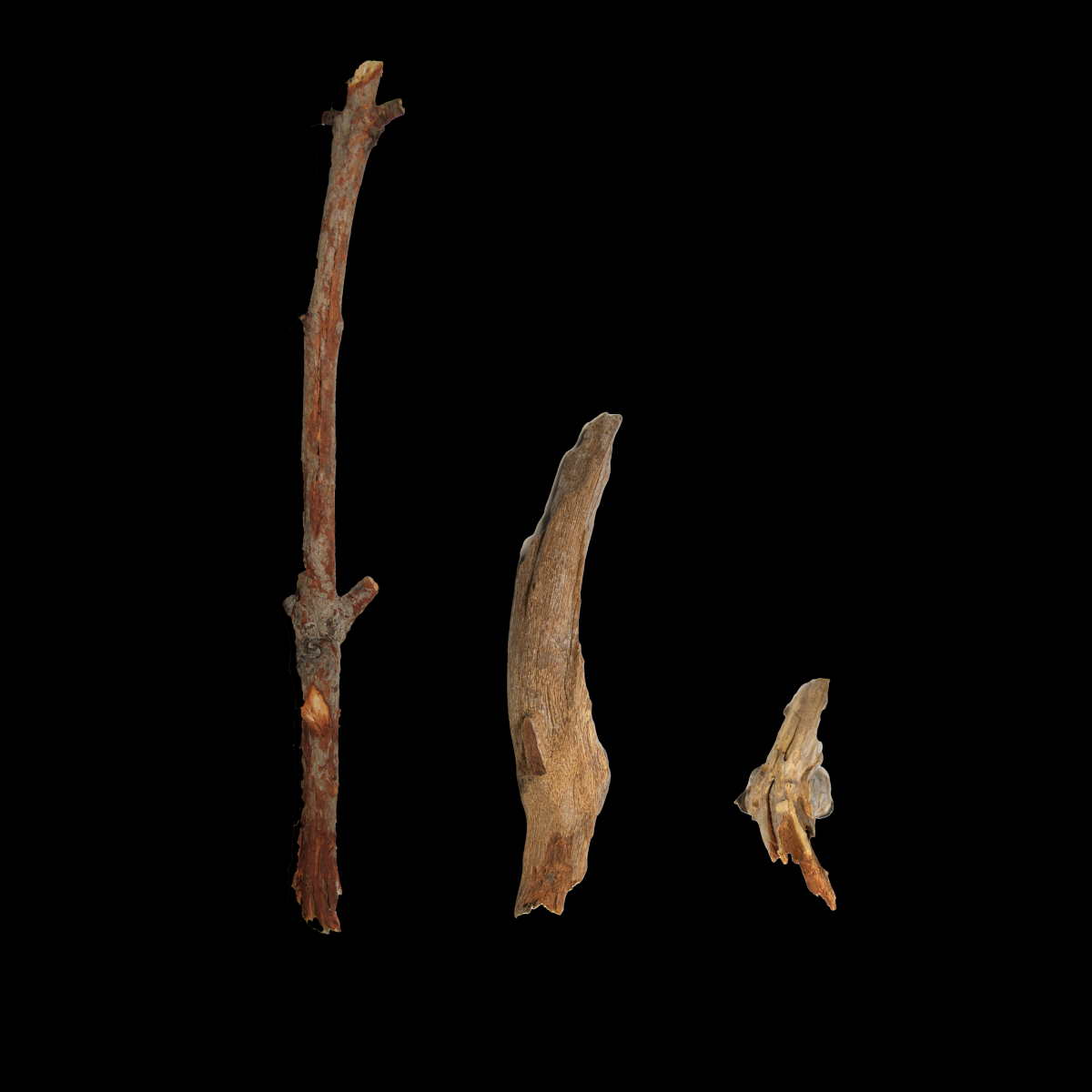 A photograph of 3 different styles of drum sticks that the palm cockatoos craft.On a black background, there is a long and thick stick on the left, a thicker stick around half the length in the middle, and an even shorter one around quarter of the length on the right.